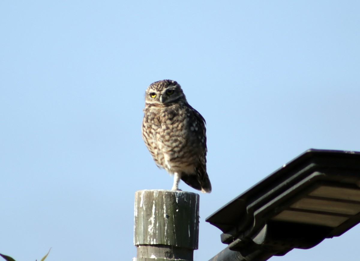 Burrowing Owl - ML618162490