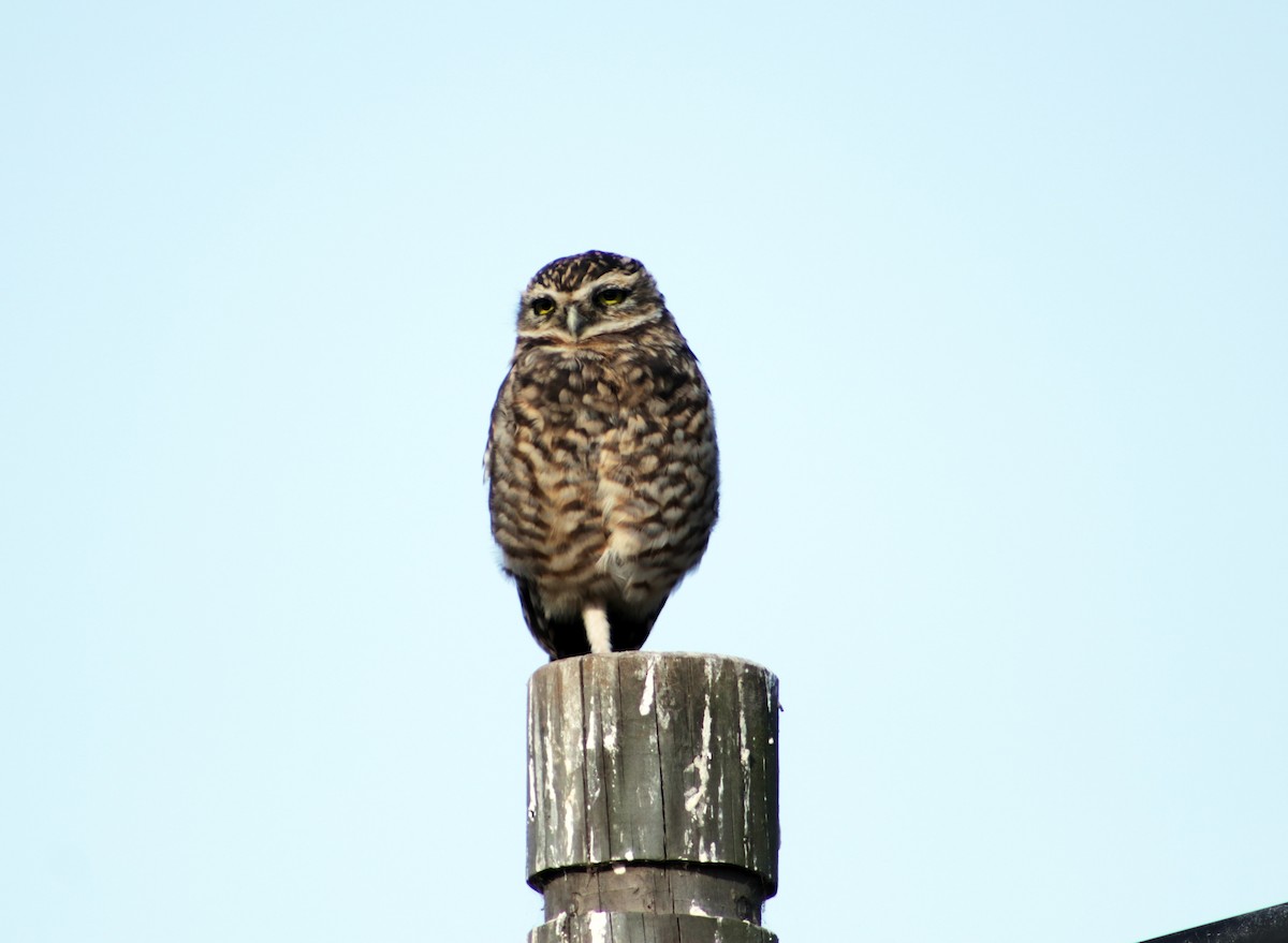 Burrowing Owl - ML618162491