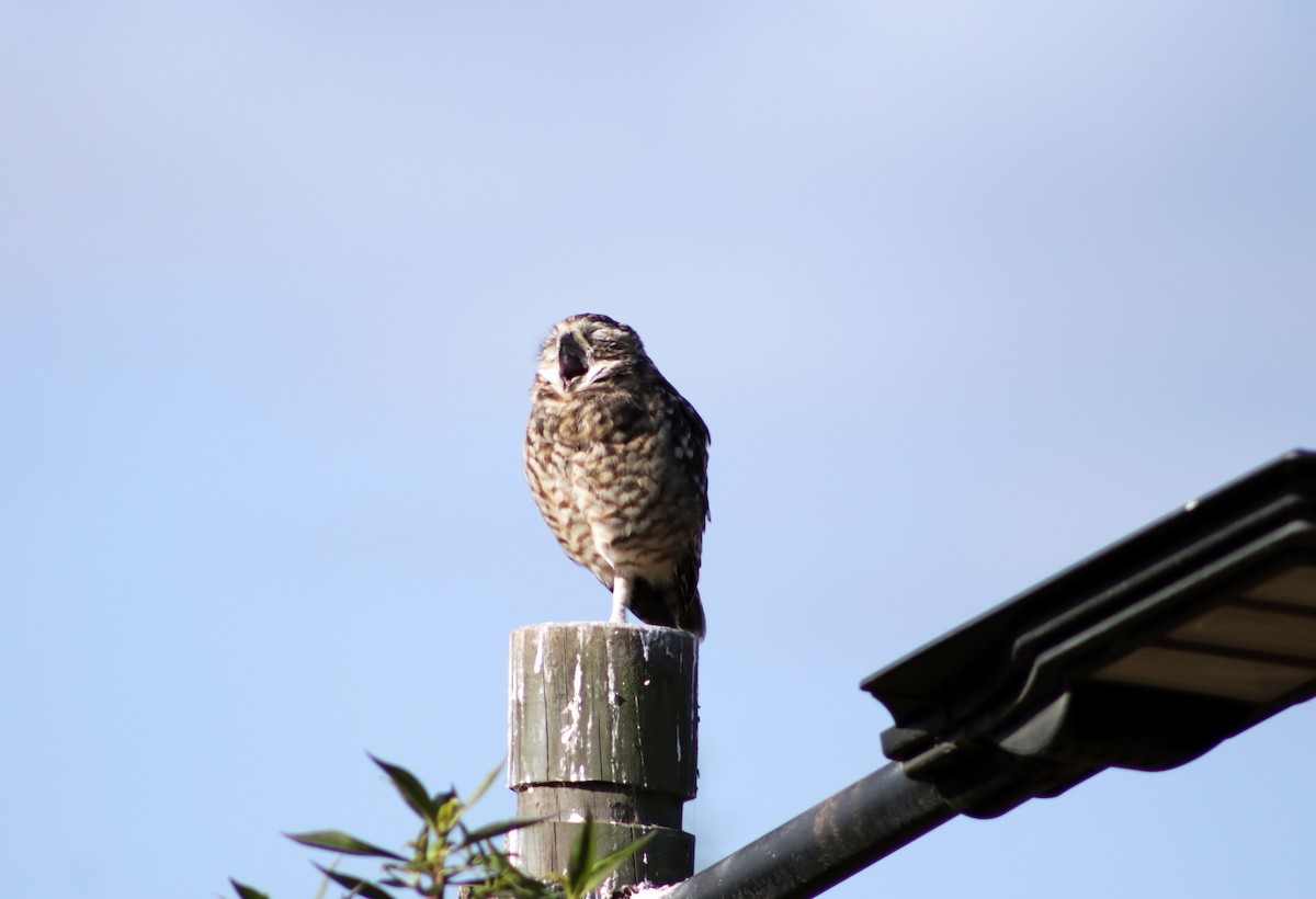 Burrowing Owl - ML618162492