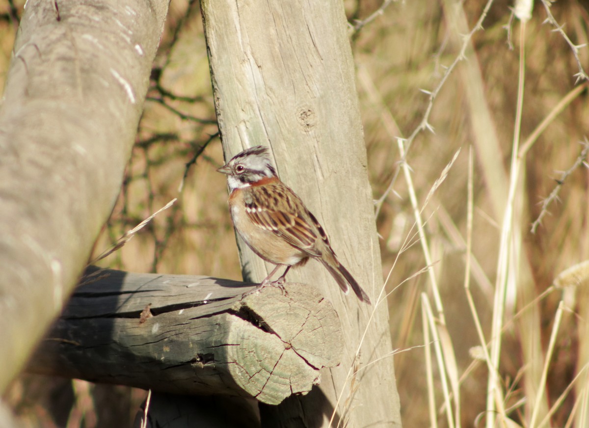 Rufous-collared Sparrow - ML618162545