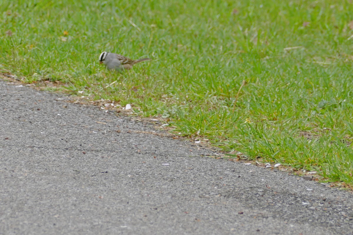 White-crowned Sparrow - ML618162546