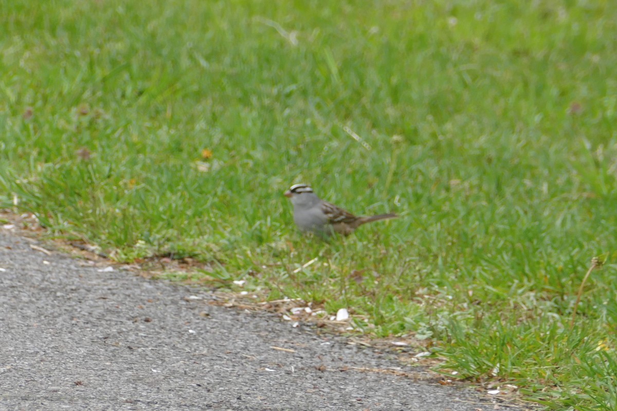White-crowned Sparrow - ML618162547