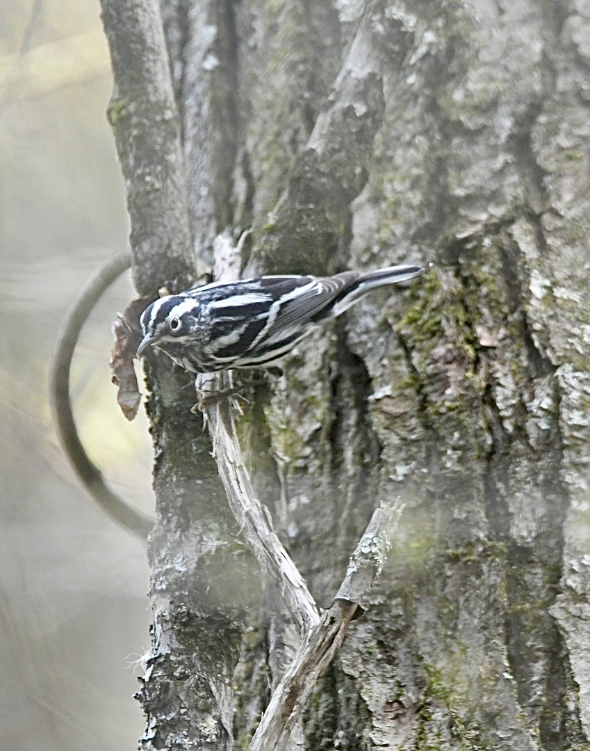 Black-and-white Warbler - ML618162550