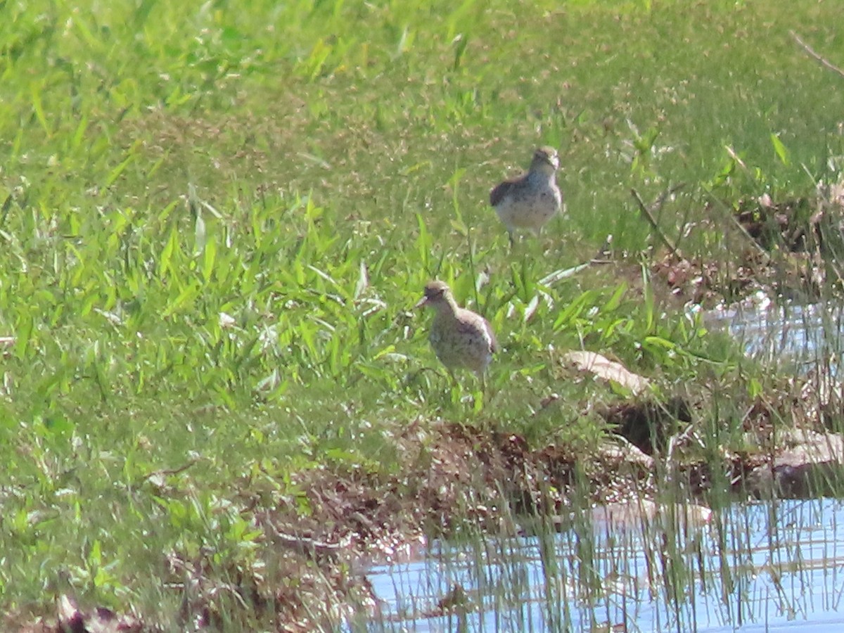 Spotted Sandpiper - Dick Zerger