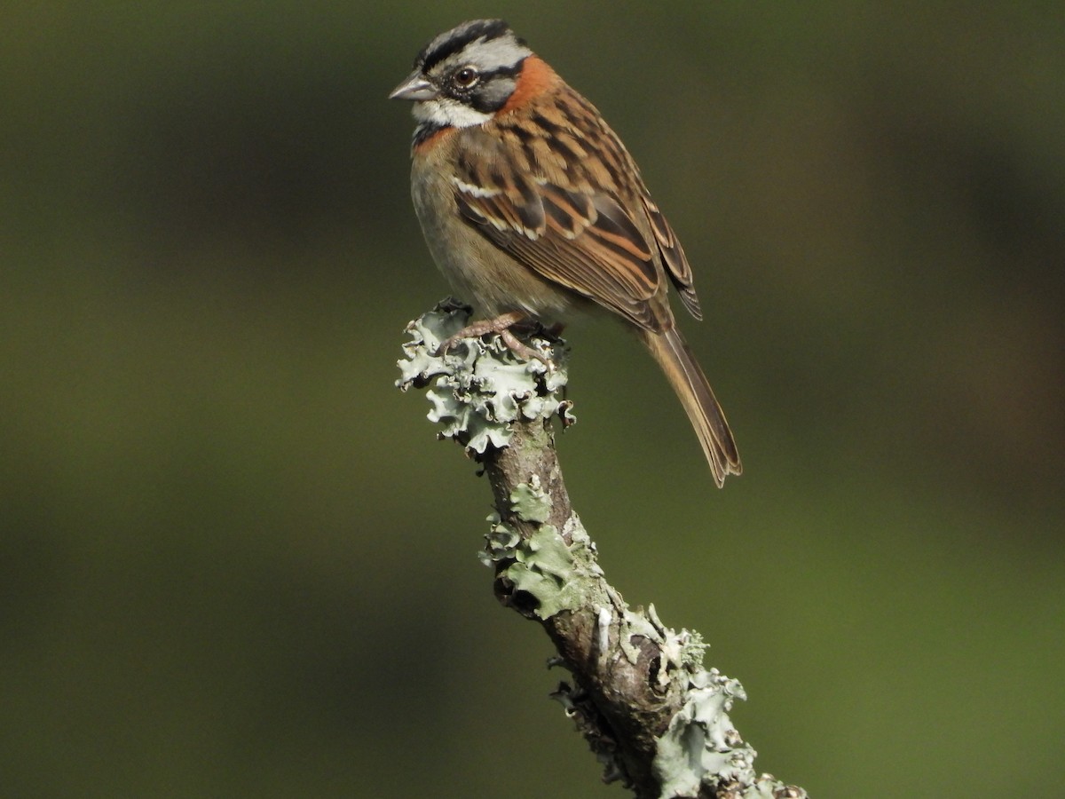 Rufous-collared Sparrow - Ricardo  Sanchez