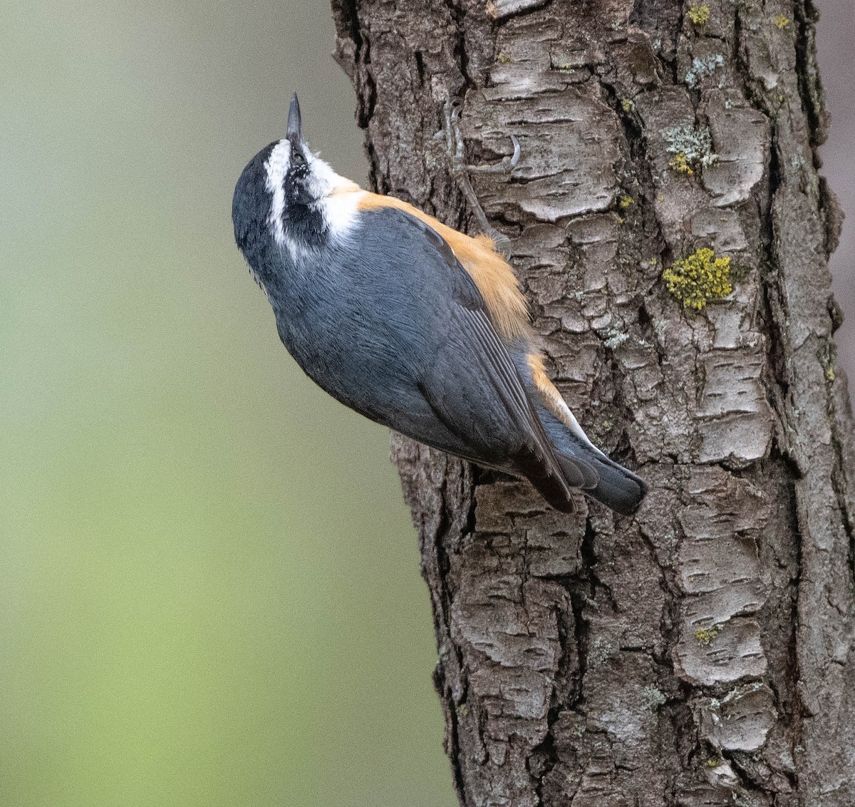 Red-breasted Nuthatch - Tom Dougherty