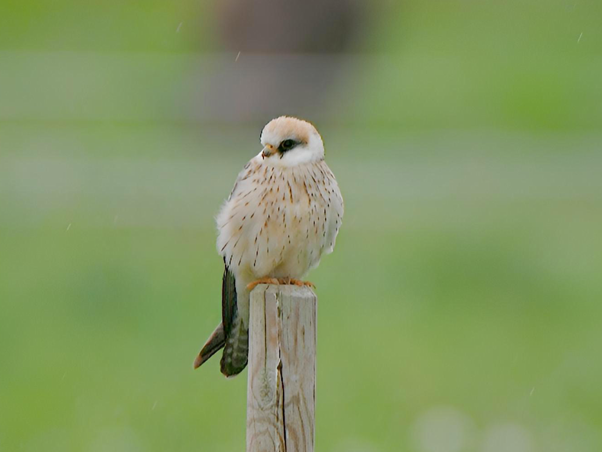 Red-footed Falcon - ML618162606