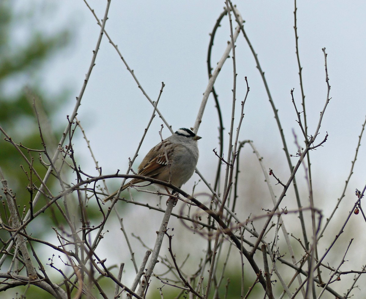 White-crowned Sparrow - ML618162632