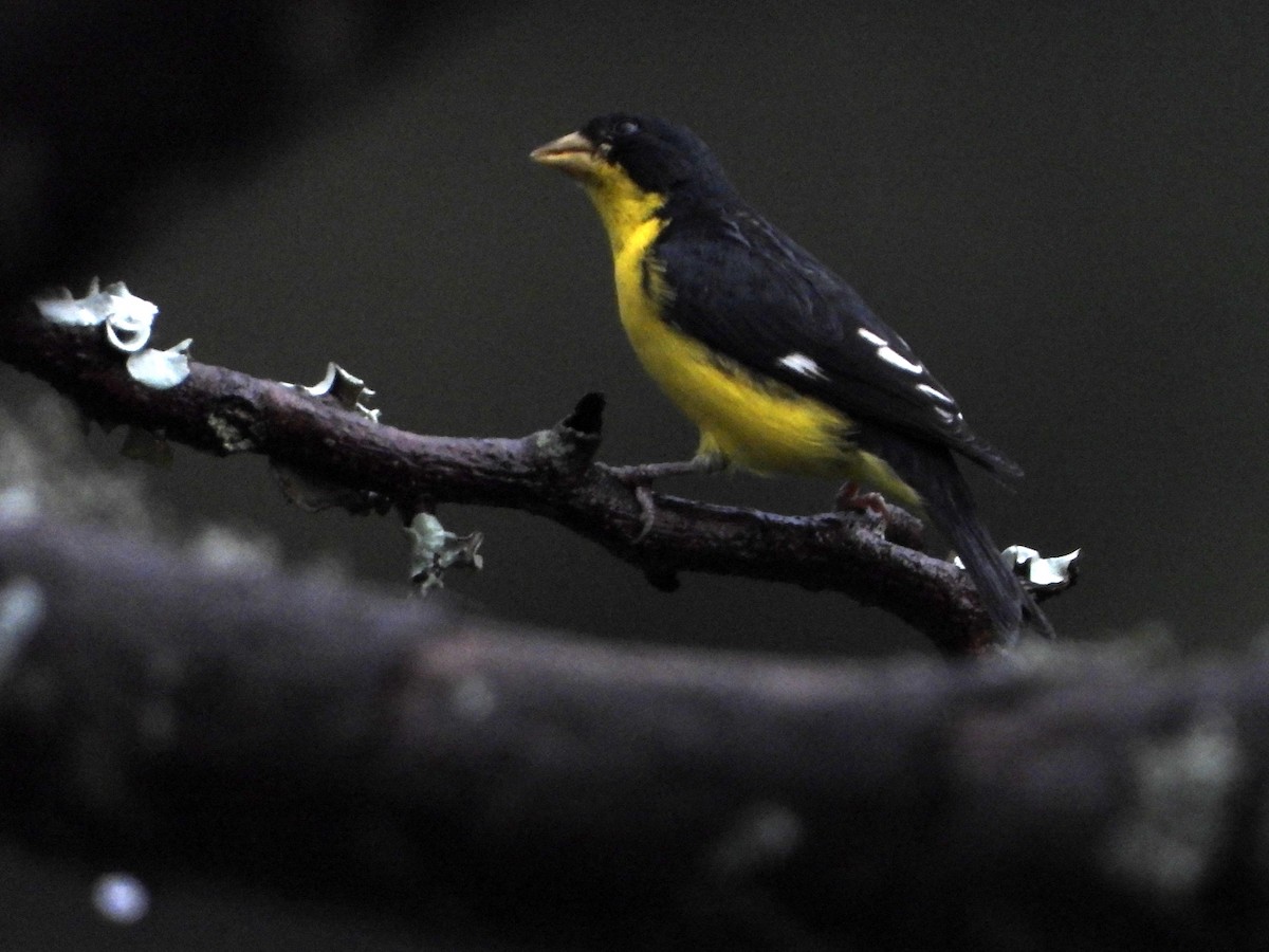 Lesser Goldfinch - Ricardo  Sanchez