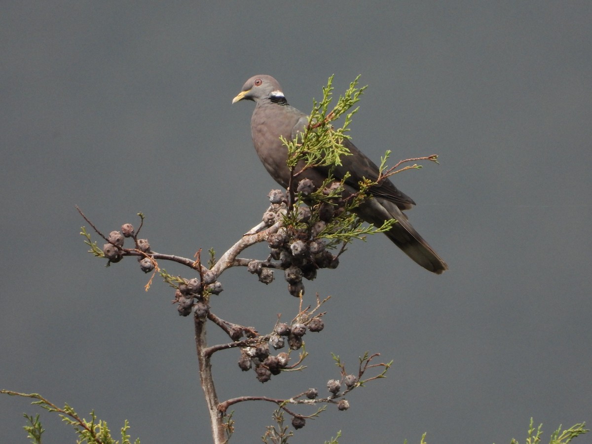 Band-tailed Pigeon - ML618162666