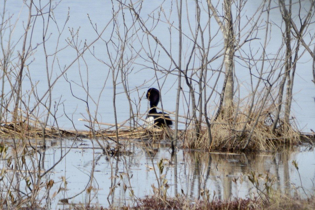 Tufted Duck - ML618162679
