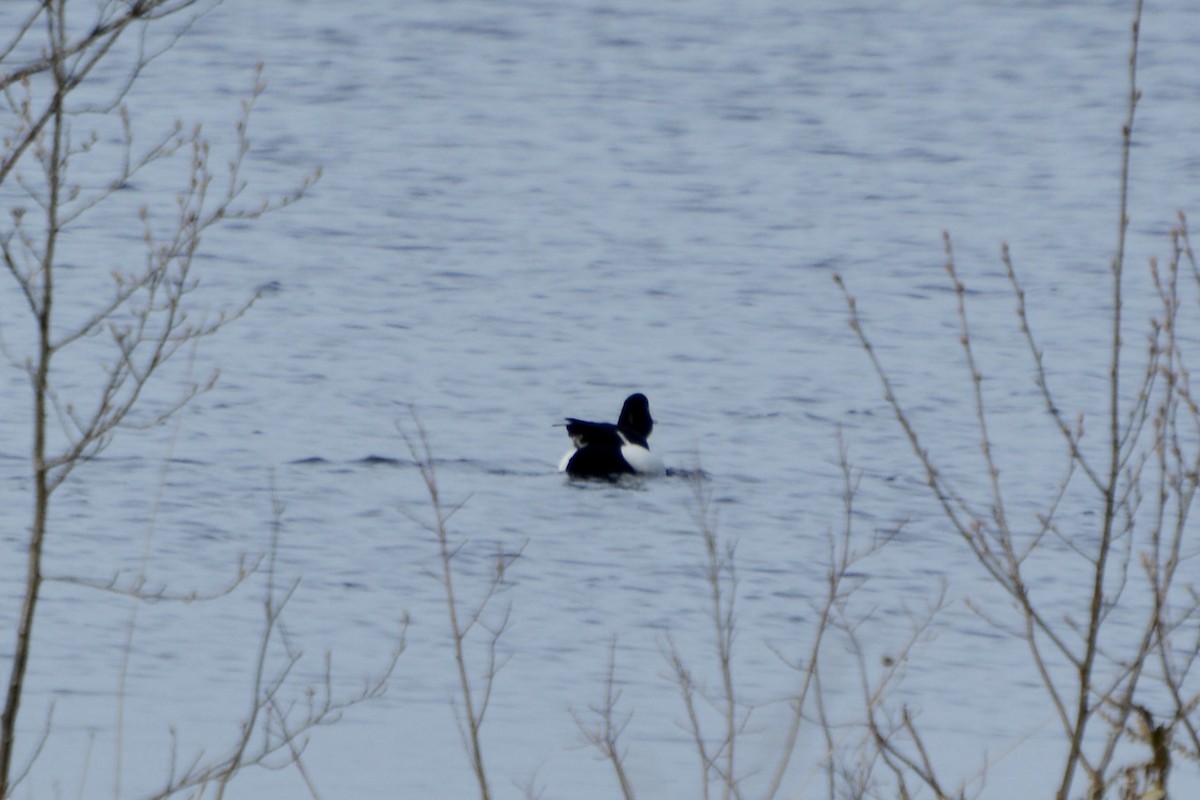 Tufted Duck - ML618162681
