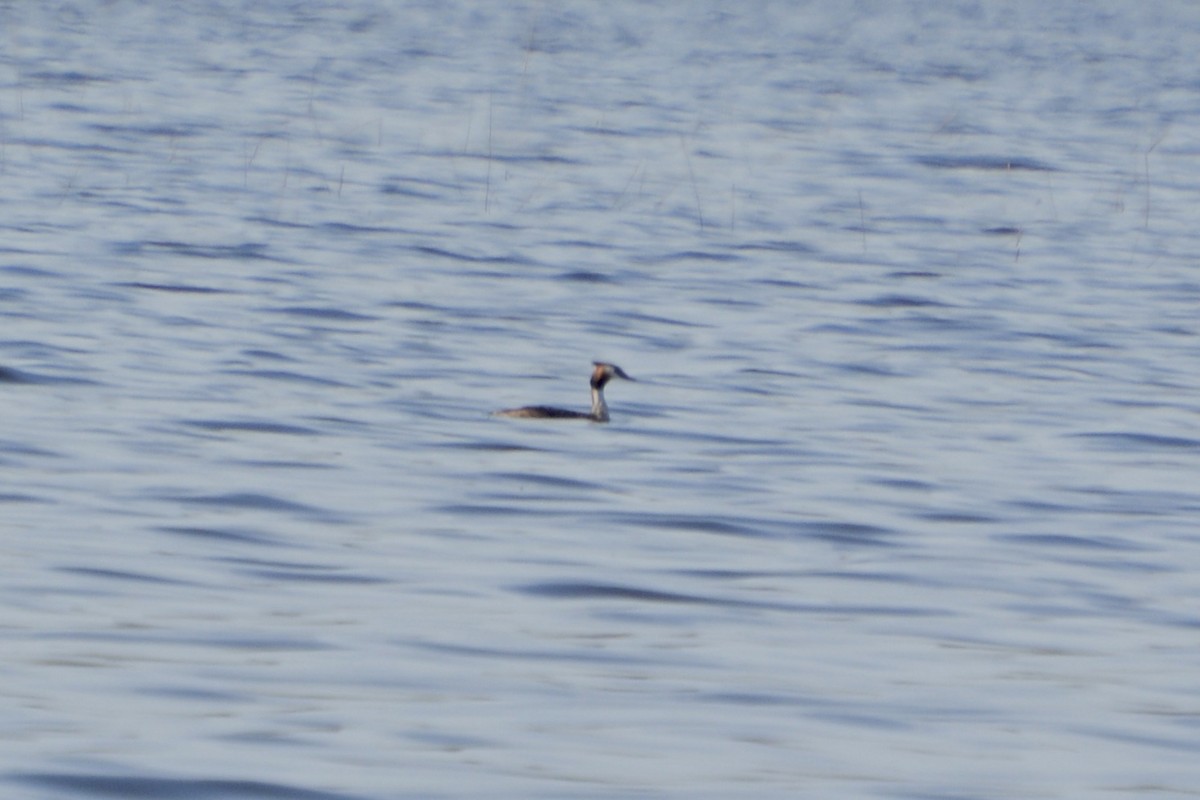 Great Crested Grebe - ML618162709
