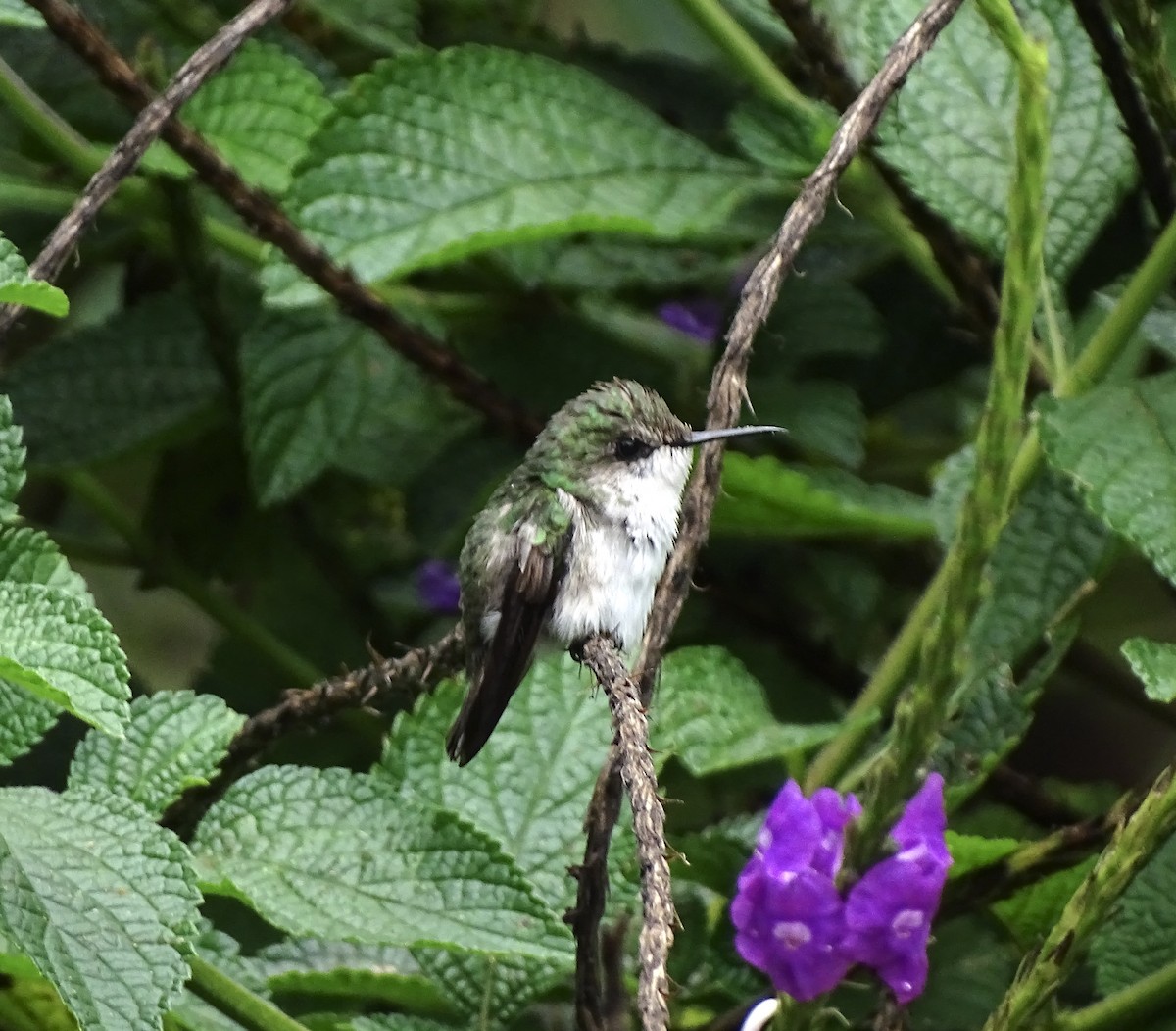 kolibřík běločelý - ML618162825