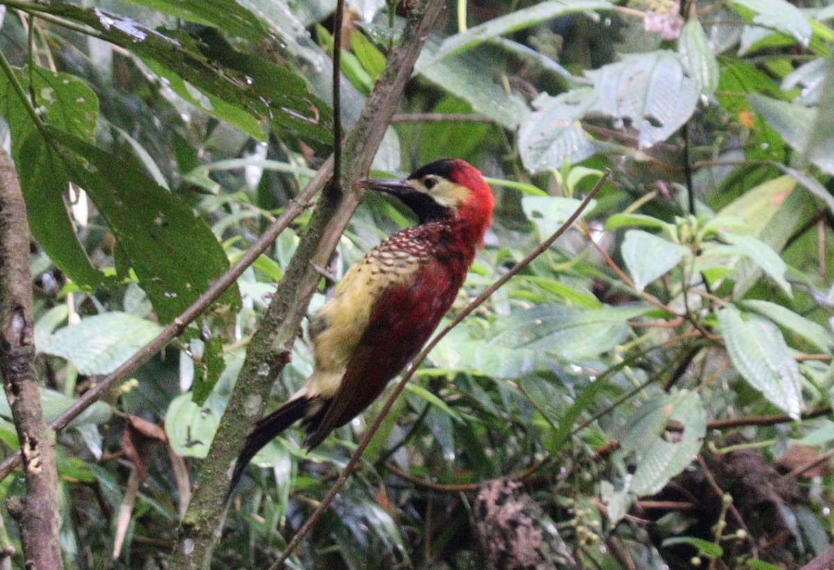 Crimson-mantled Woodpecker - ML618162877