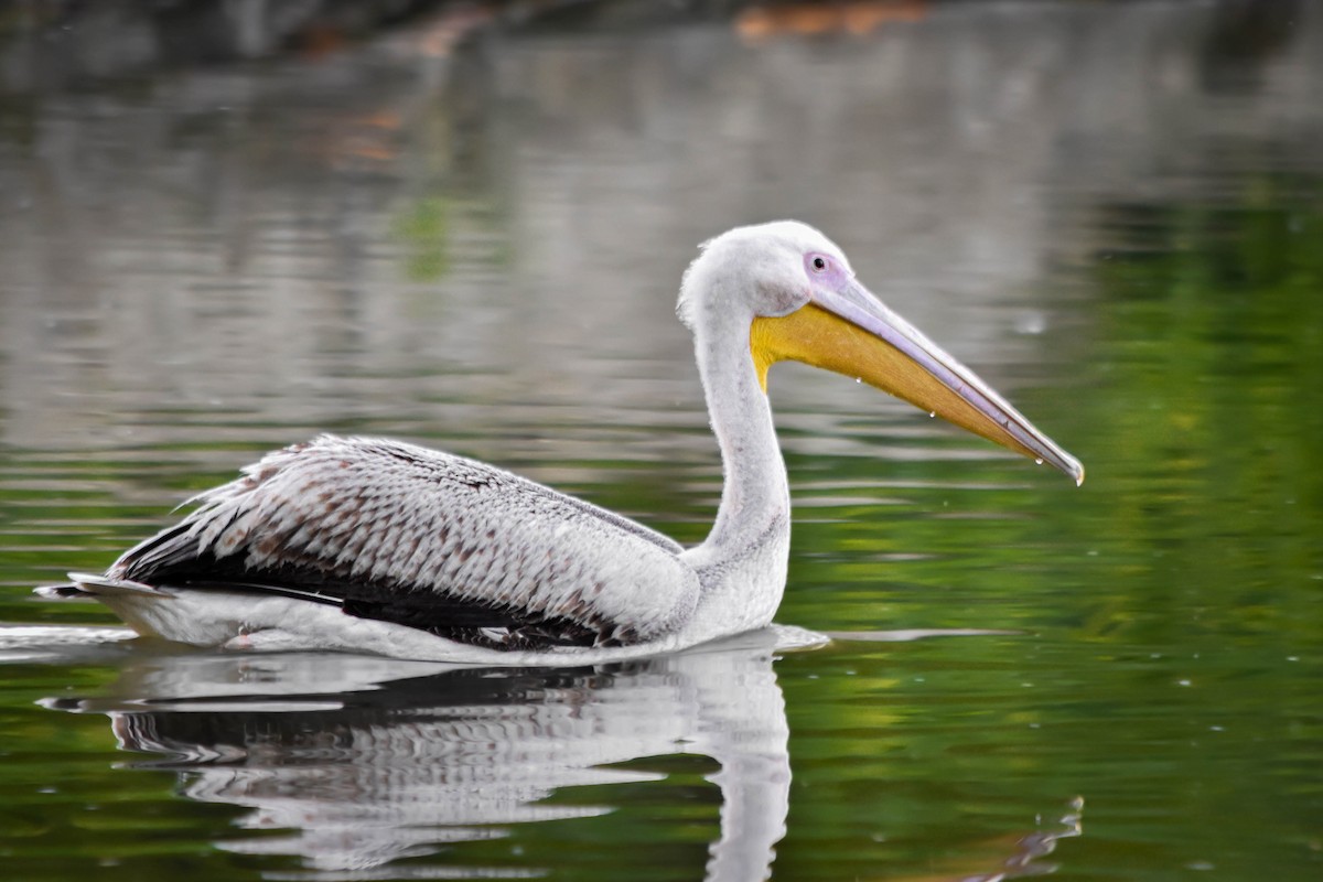 Great White Pelican - Eliška Malcová