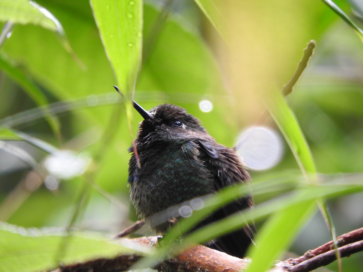kolibřík zelenočelý - ML618162895