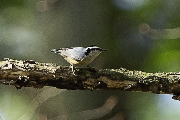 Red-breasted Nuthatch - David Ackerman