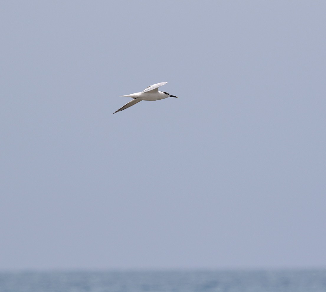白嘴端燕鷗 - ML618162901