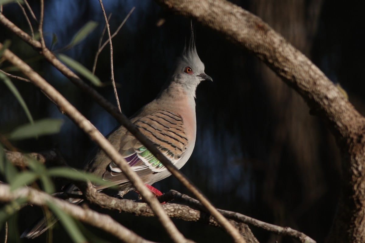 Crested Pigeon - ML618162904