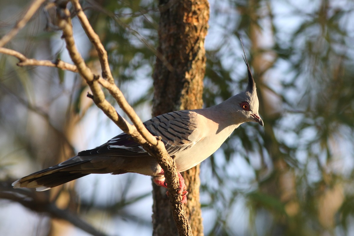 Crested Pigeon - ML618162905