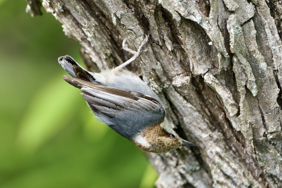 Brown-headed Nuthatch - ML618162926