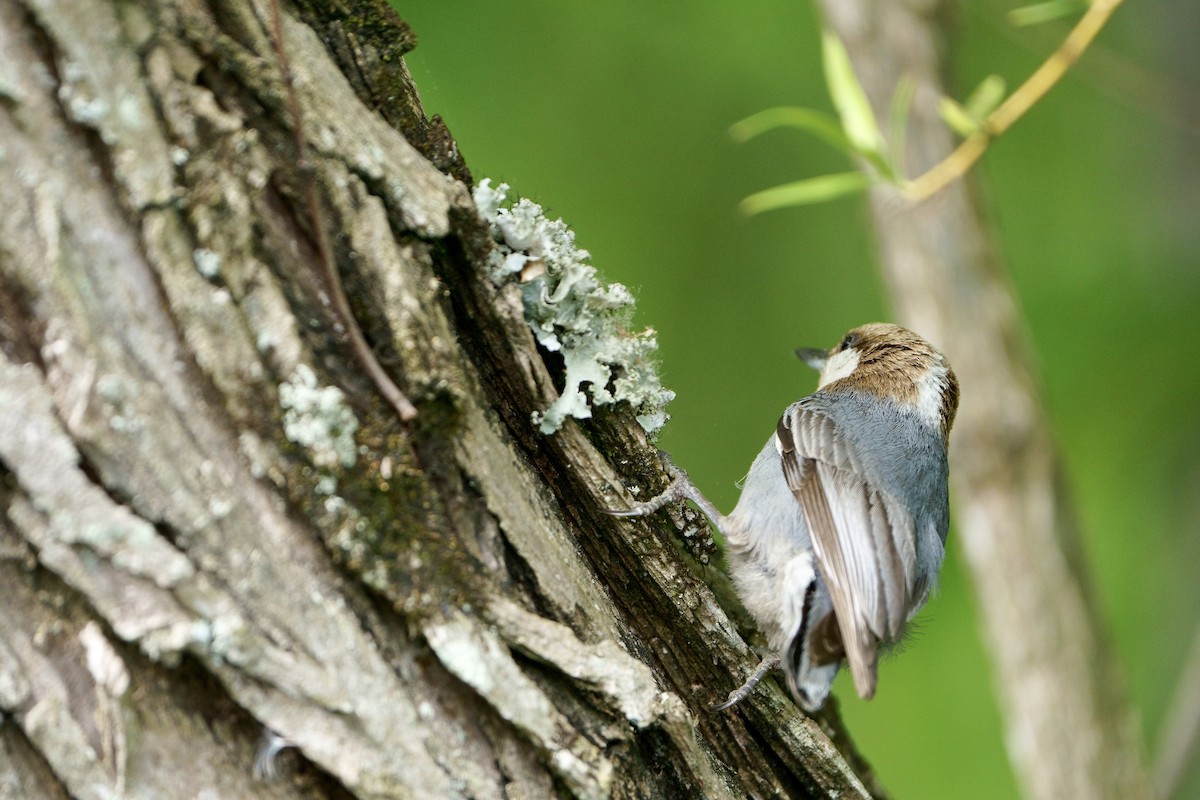 Brown-headed Nuthatch - ML618162927