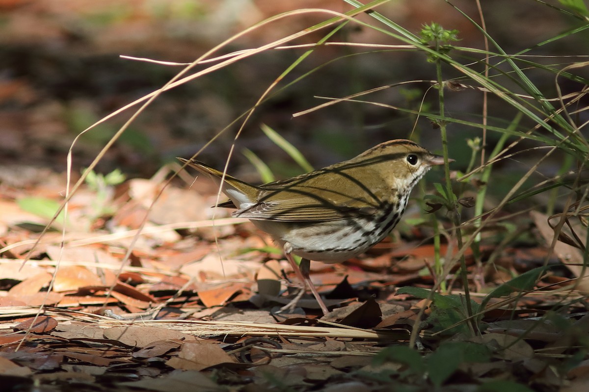 Ovenbird - Vince Capp