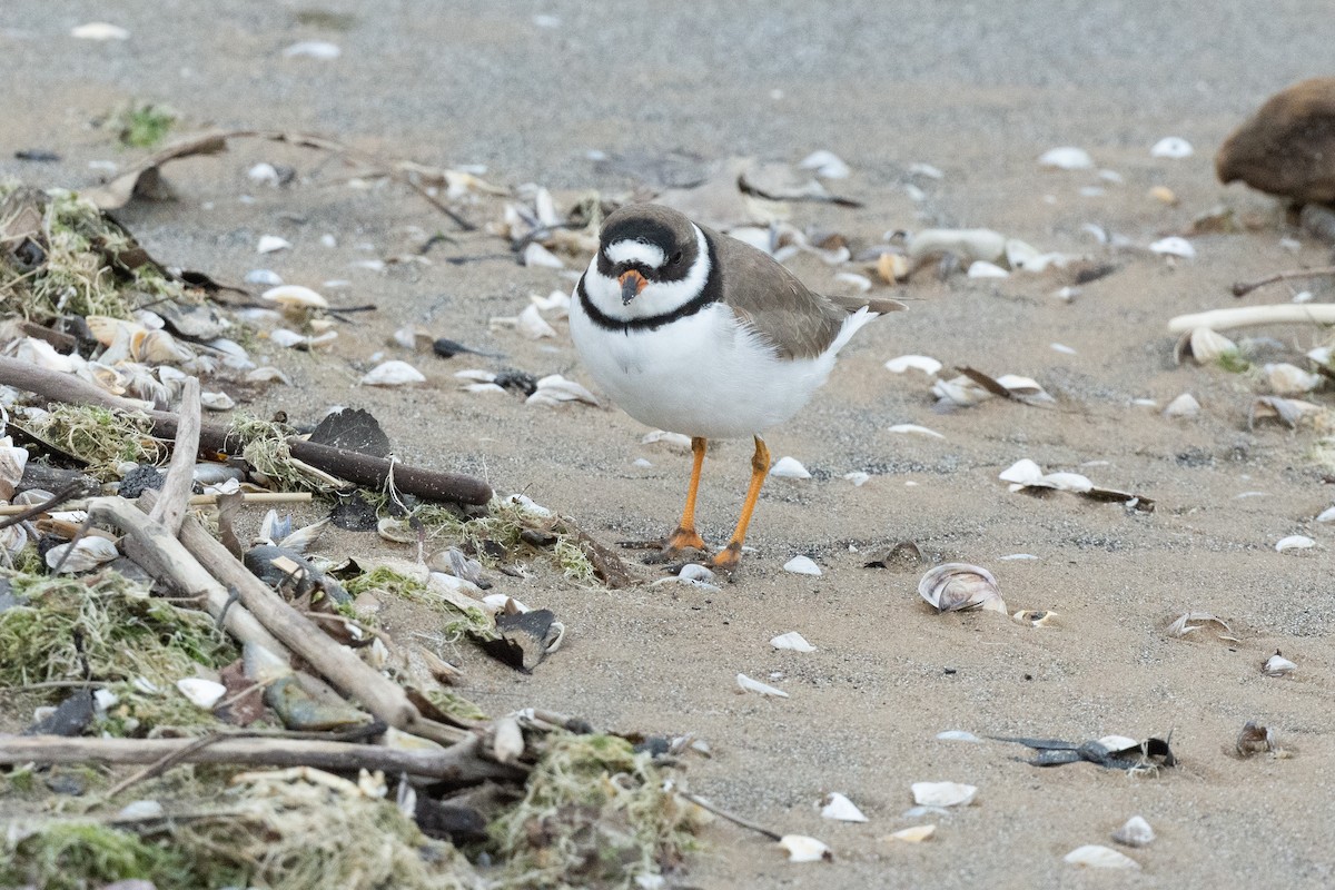 Semipalmated Plover - ML618162951