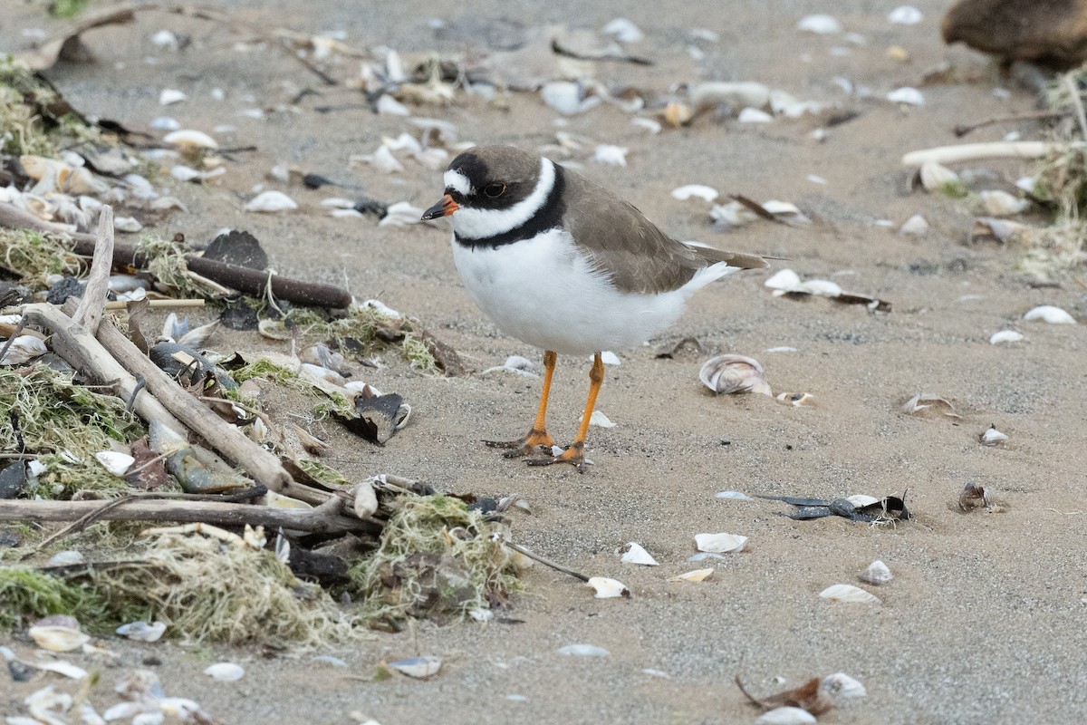 Semipalmated Plover - ML618162952
