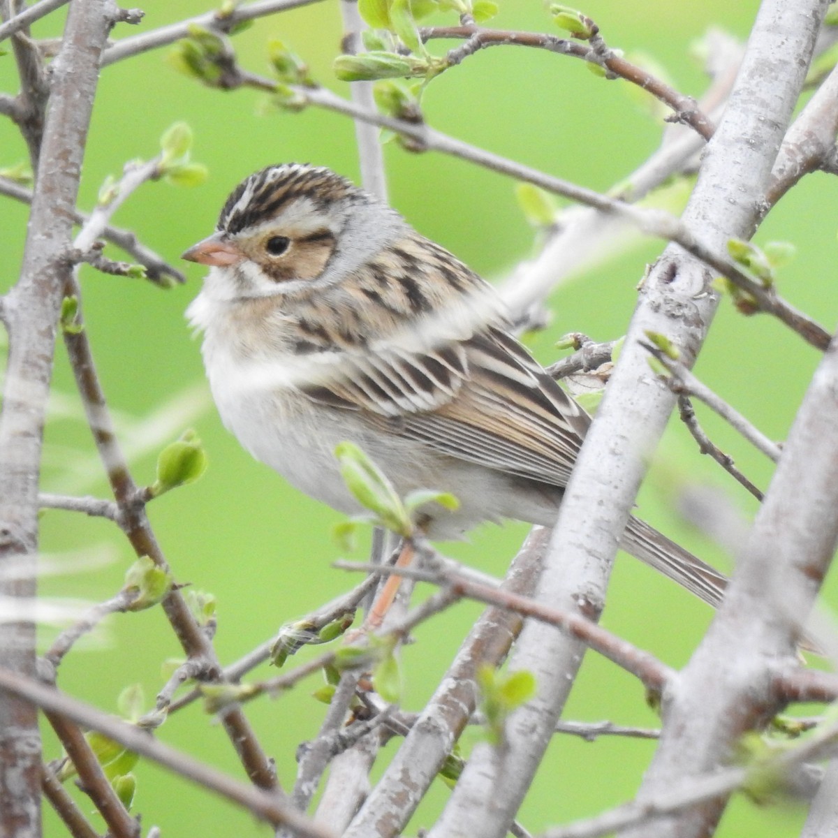 Clay-colored Sparrow - Dana Siefer