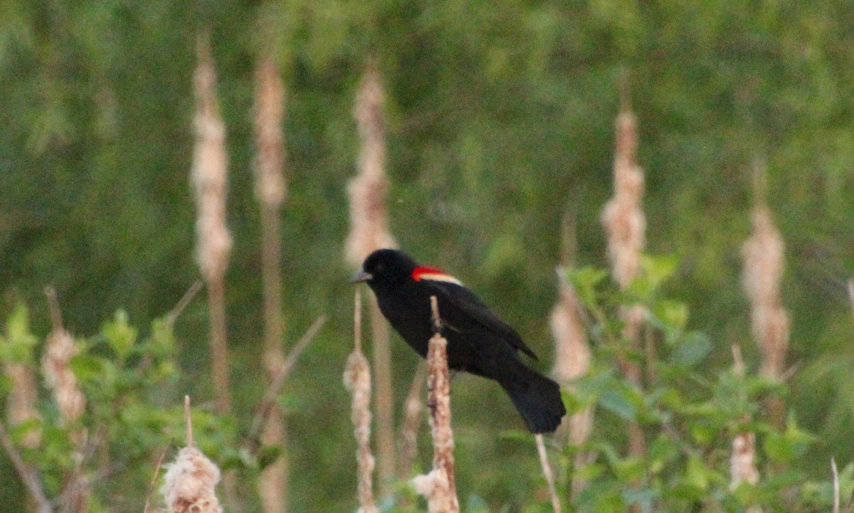 Red-winged Blackbird - ML618162957