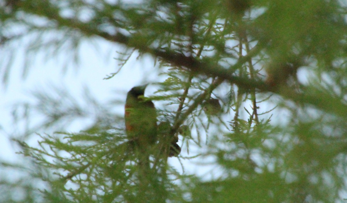 Orchard Oriole - ML618162975