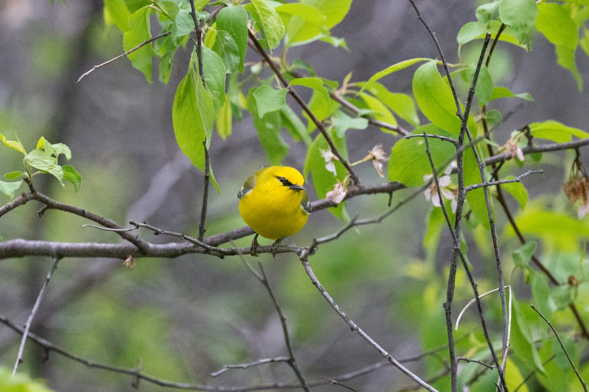 Blue-winged Warbler - Keith Bowers
