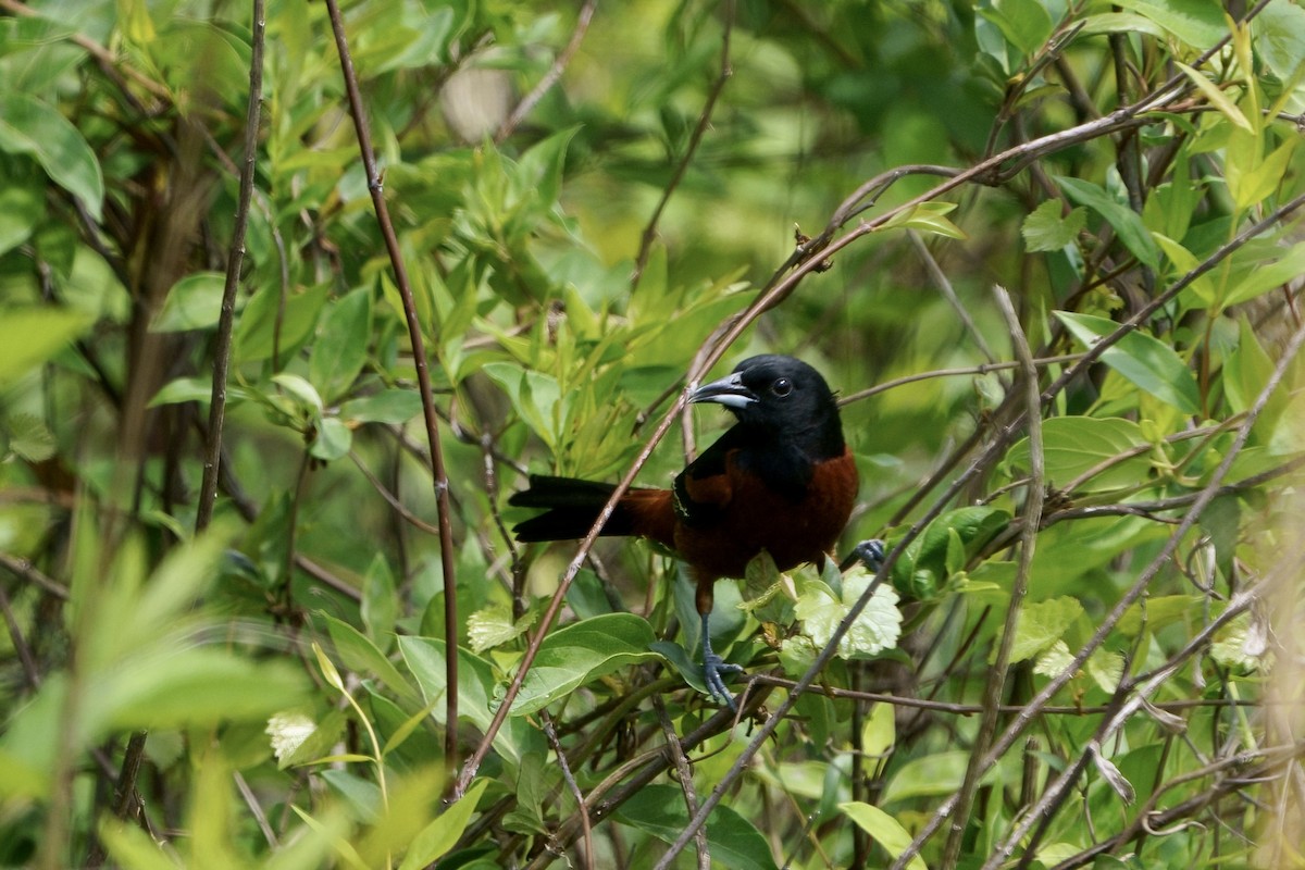 Orchard Oriole - ML618163012