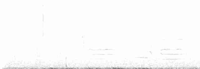 Weißbauch-Phoebetyrann - ML618163013