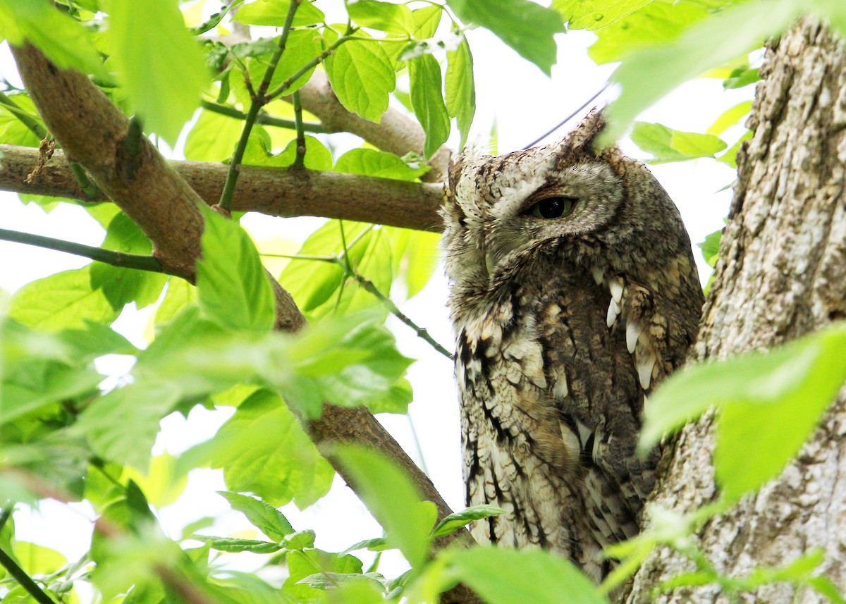 Eastern Screech-Owl - Bruce Arnold