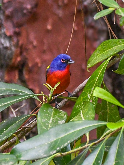 Painted Bunting - ML618163051