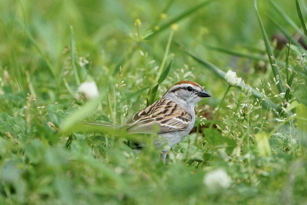 Chipping Sparrow - Mitchell Dart