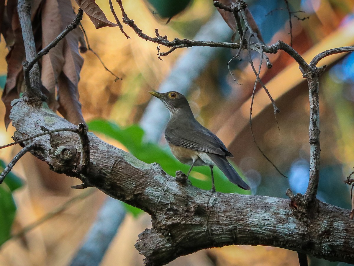 Spectacled Thrush - Marco Costa