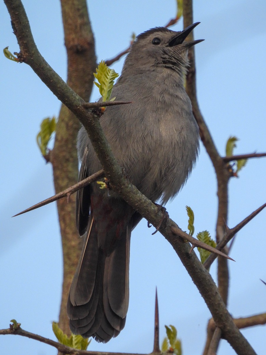 Gray Catbird - ML618163064