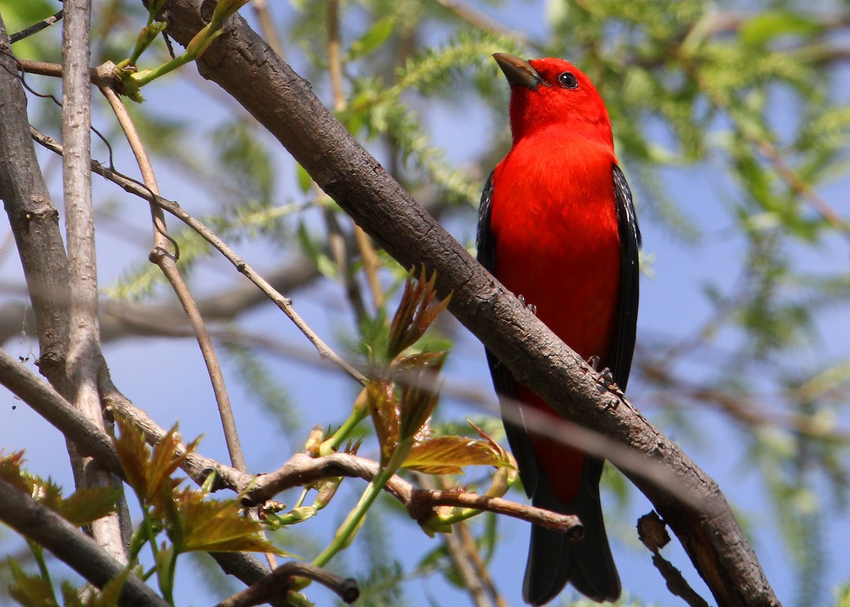 Scarlet Tanager - ML618163075