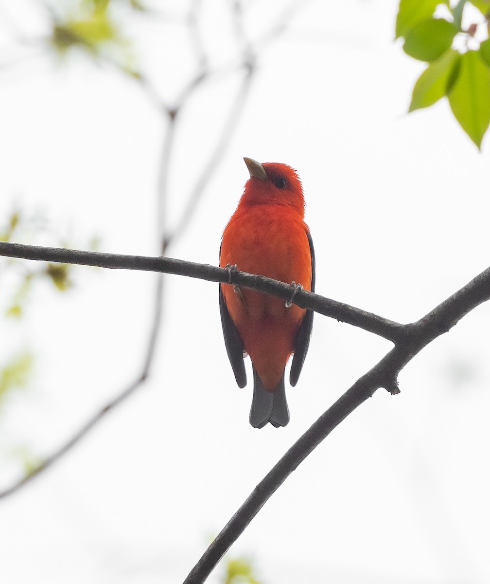 Scarlet Tanager - ML618163144
