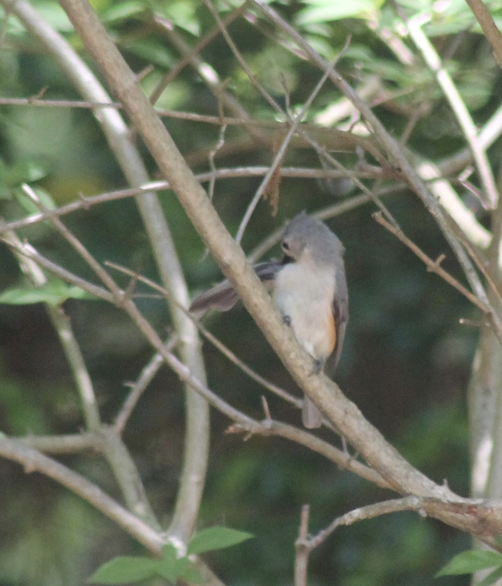 Tufted Titmouse - Mike Grose