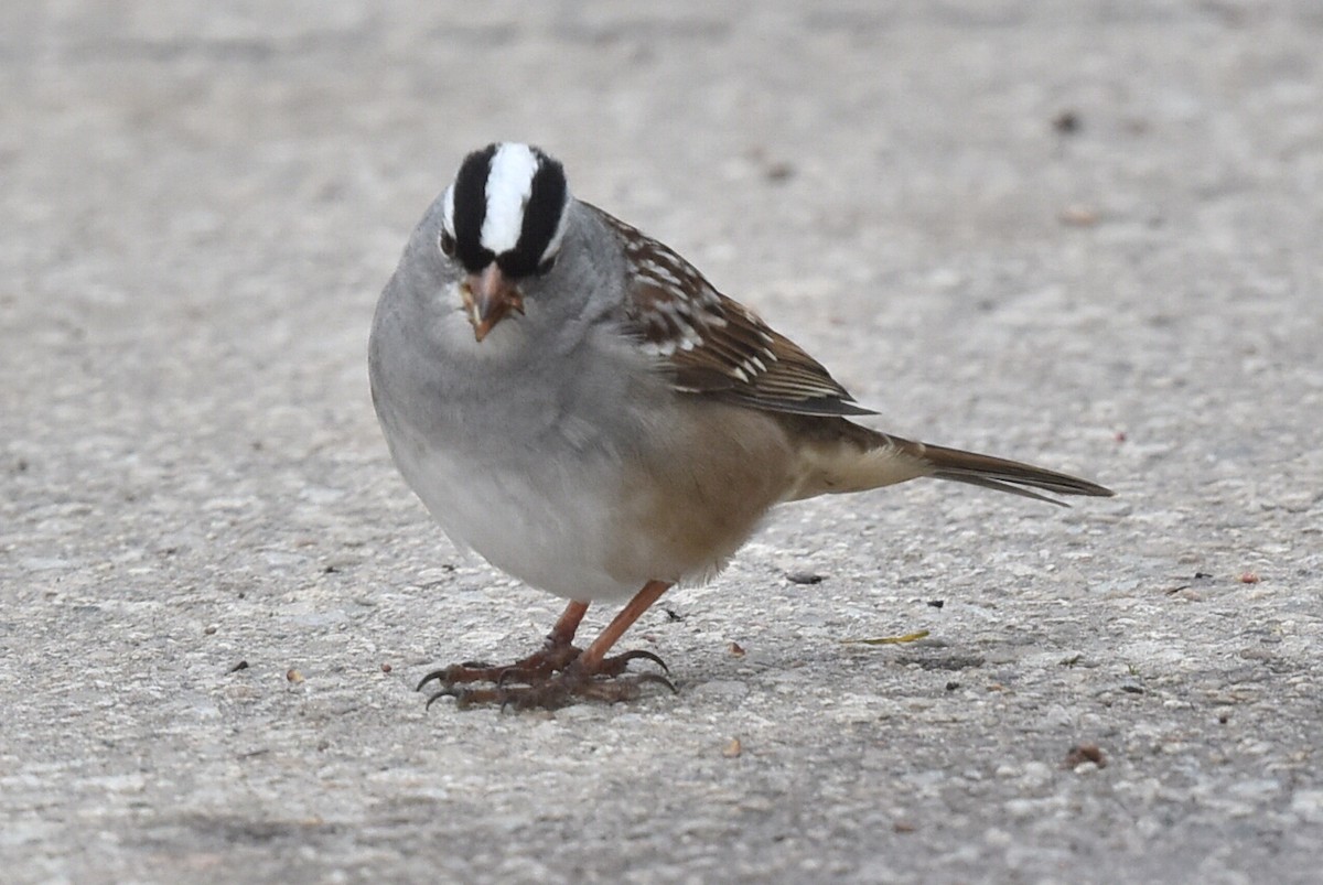White-crowned Sparrow - Steve Czyzycki