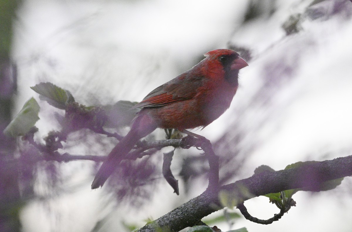 Northern Cardinal - steve sampson