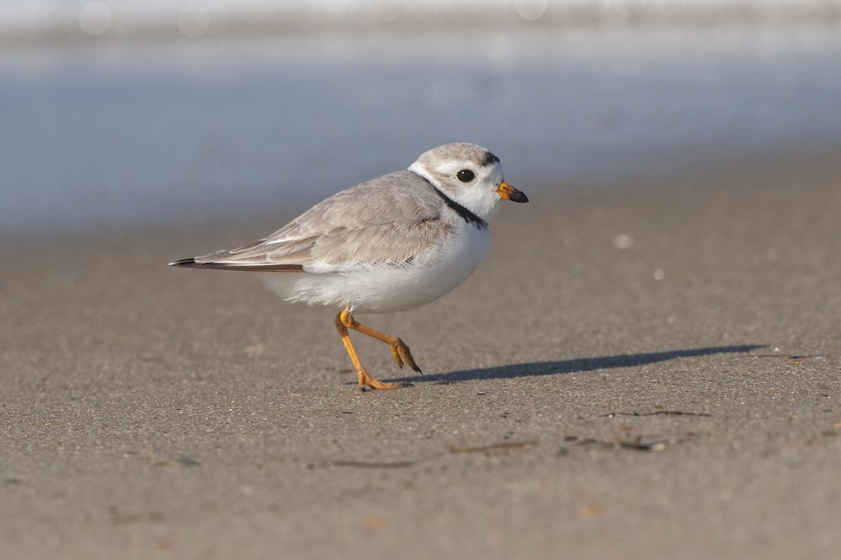 Piping Plover - ML618163248