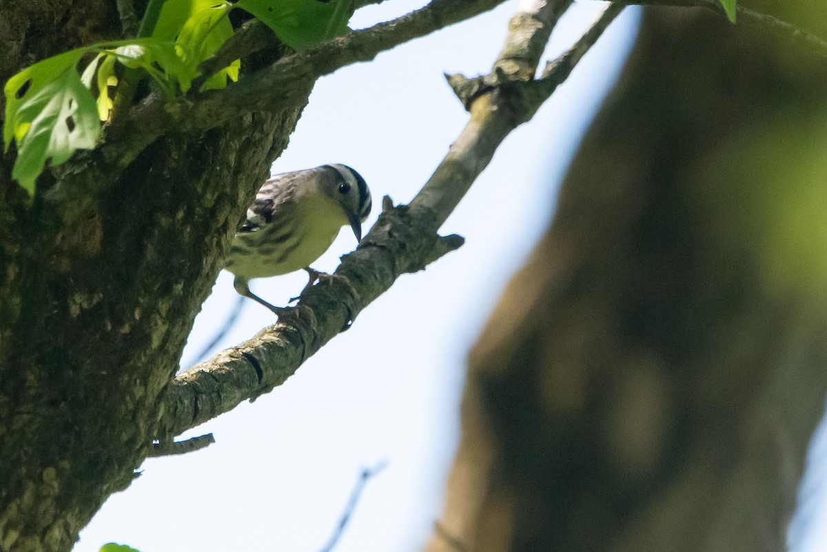 Black-and-white Warbler - ML618163262