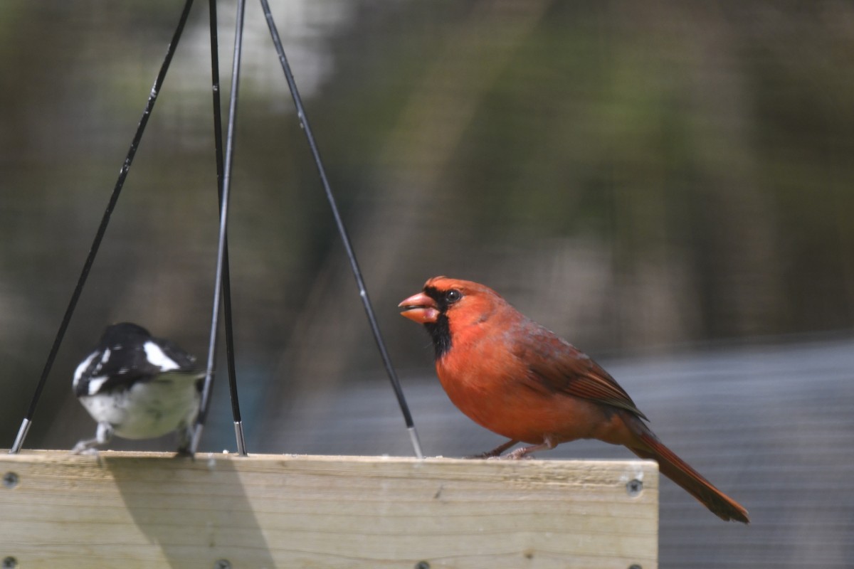 Cardinal rouge - ML618163314