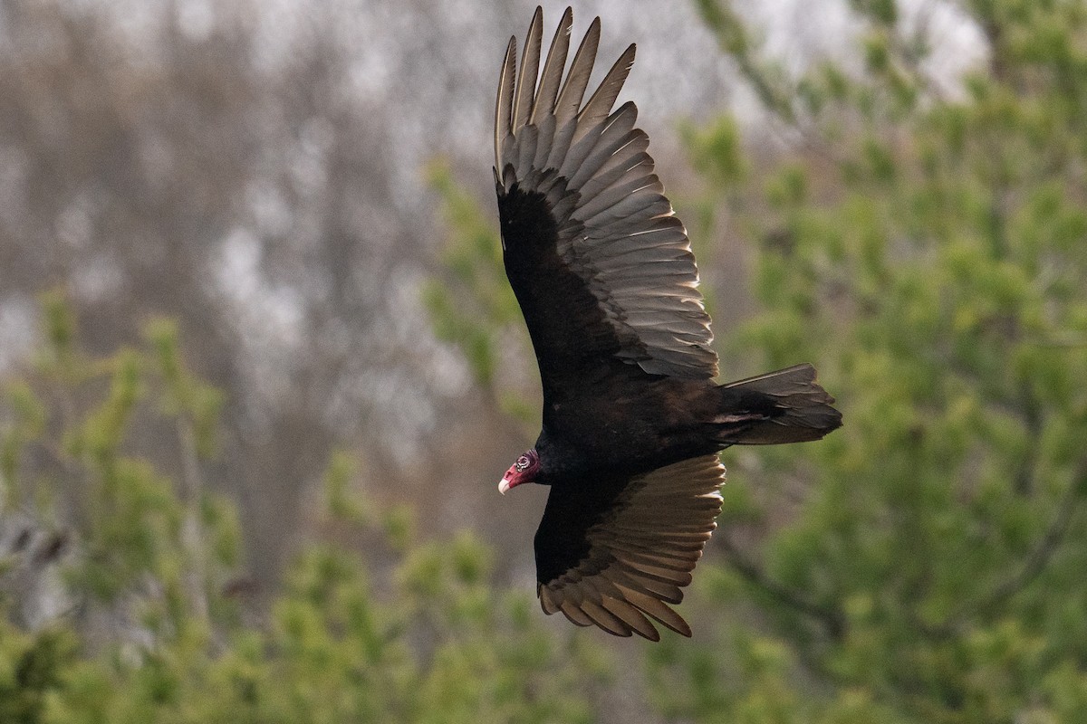 Turkey Vulture - ML618163338